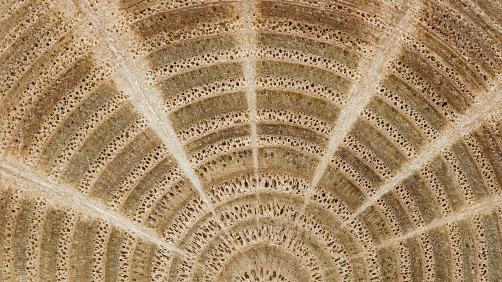 Oak end grain with a ring of large pores and wide pale rays